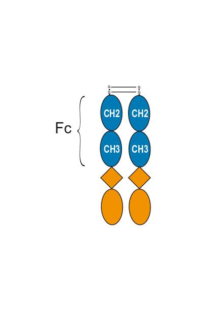 Experimental Validation Results for Taldefgrobep alfa